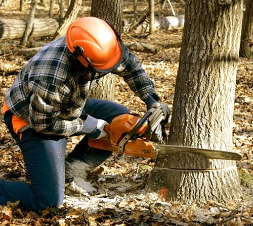 Tree Removal in Herod, IL